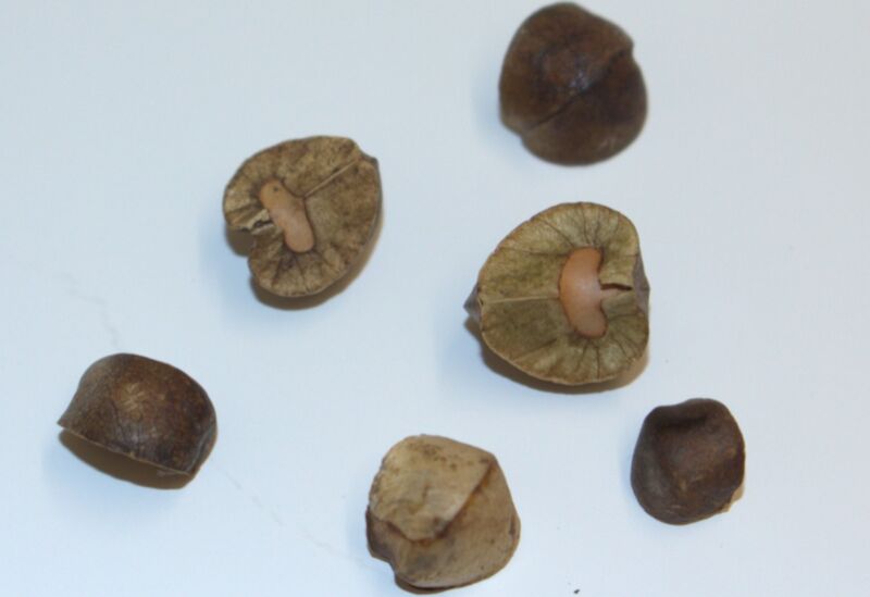 Study: Mexican jumping beans use random walk strategy to find shade
