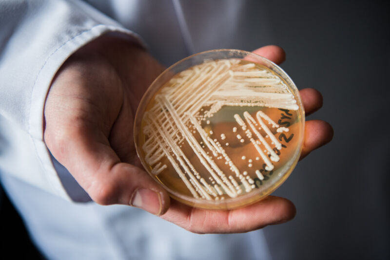 Deadly drug-resistant yeast gained ground, more drug resistance amid COVID