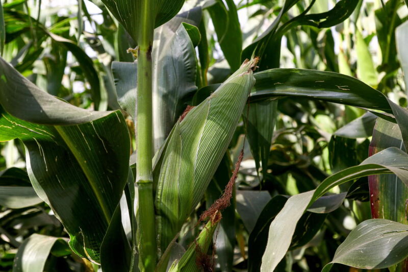 As Kenya’s crops fail, a fight over GMOs rages