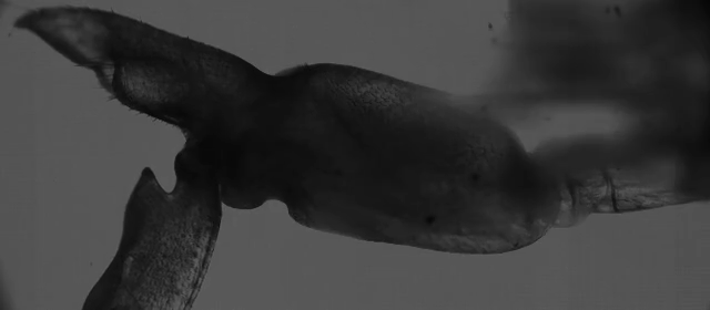 These juvenile snapping shrimp have the fastest claws in the sea