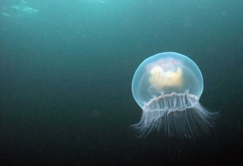 Jellyfish and flies use the same hormone when they’ve had enough to eat