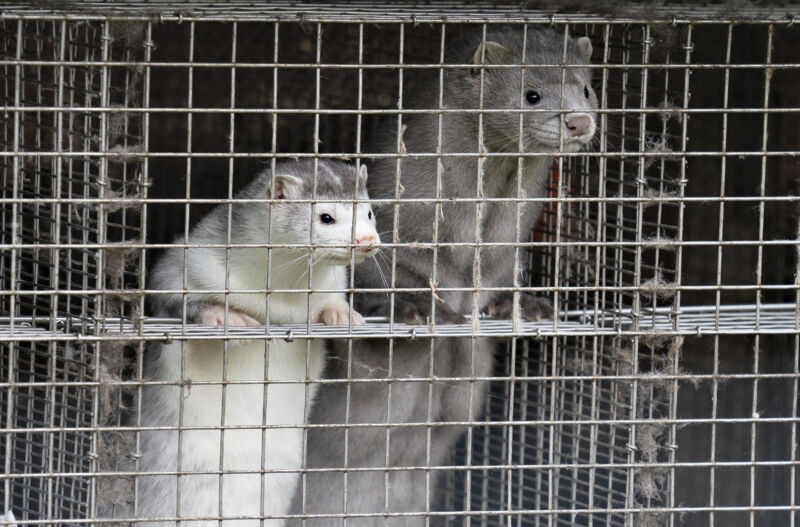 Weird SARS-CoV-2 outbreak in mink suggests hidden source of virus in the wild