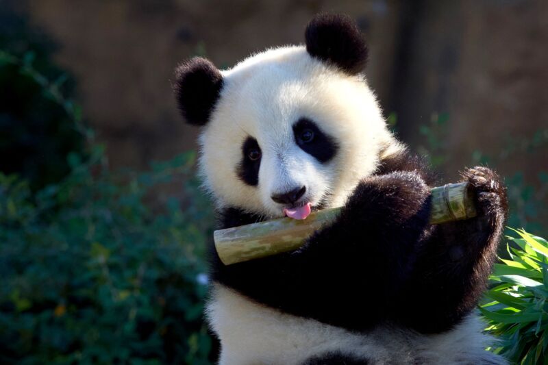 Pandas in Wuhan market? China’s COVID genetic study is out—it has problems