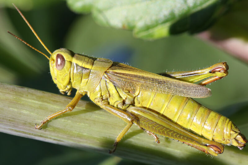 A warmer planet, less nutritious plants and … fewer grasshoppers?