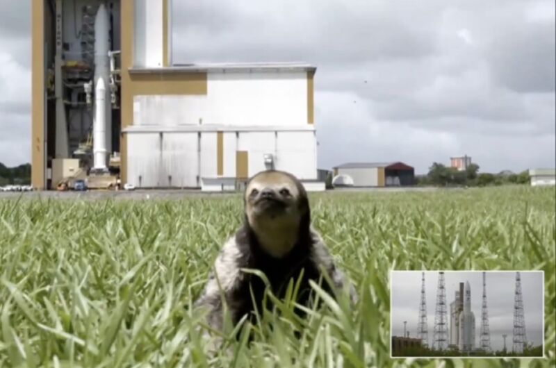 This adorable sloth briefly stole the spotlight during JUICE launch