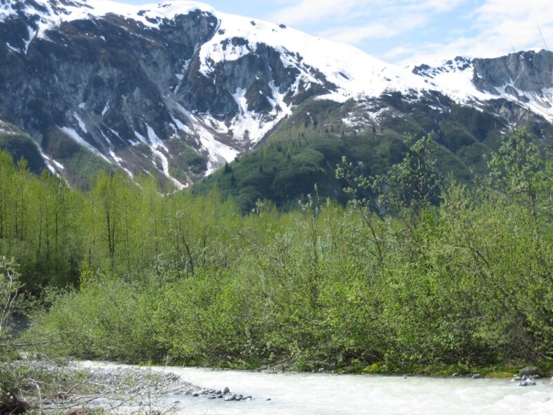 As glaciers retreat, new streams for salmon