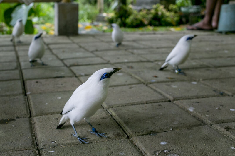 Why we’re “interviewing” captive birds to find the best to release into the wild