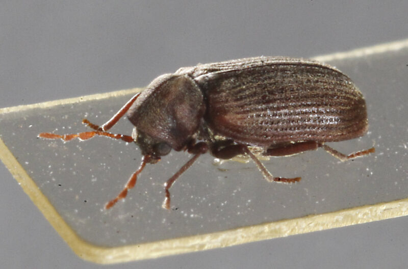 Couple develops rare disease after beetles eating their furniture get mites