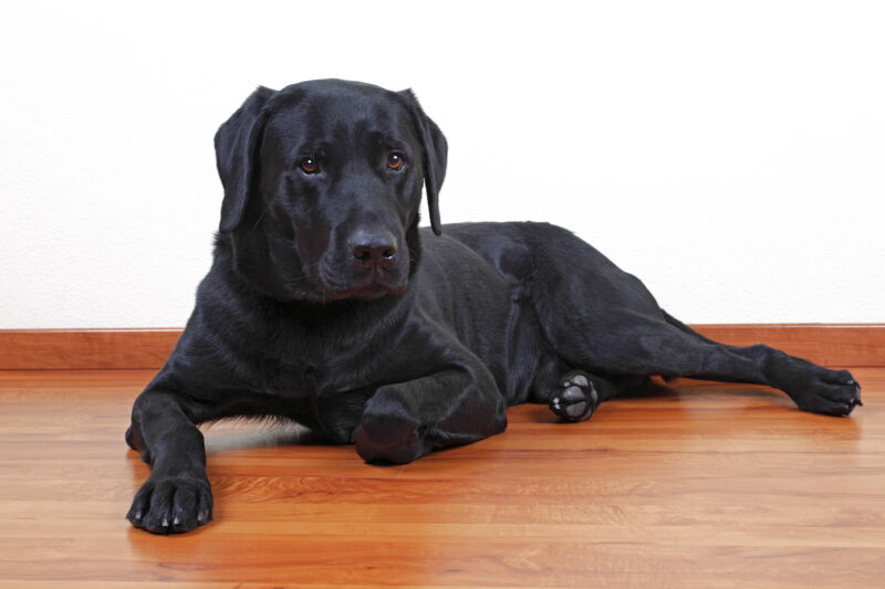 Doctor who sold bogus COVID vaccination waiver to dog loses medical license