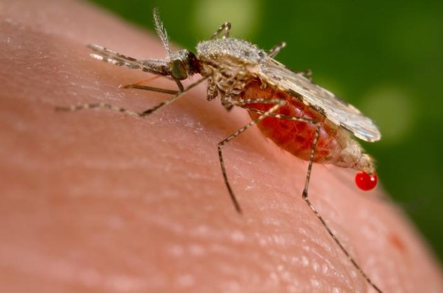 Florida malaria outbreak still going with local cases now at 7
