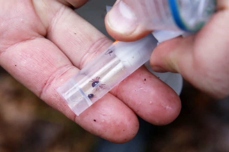 Meat allergy from tick bites is on the rise—and US doctors are in the dark