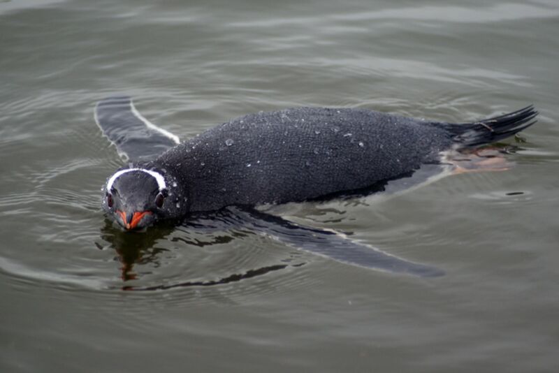 The physics of how gentoo penguins can swim speedily underwater