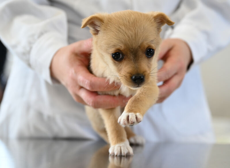Dog autism? 37% of US dog owners buy into anti-vaccine nonsense