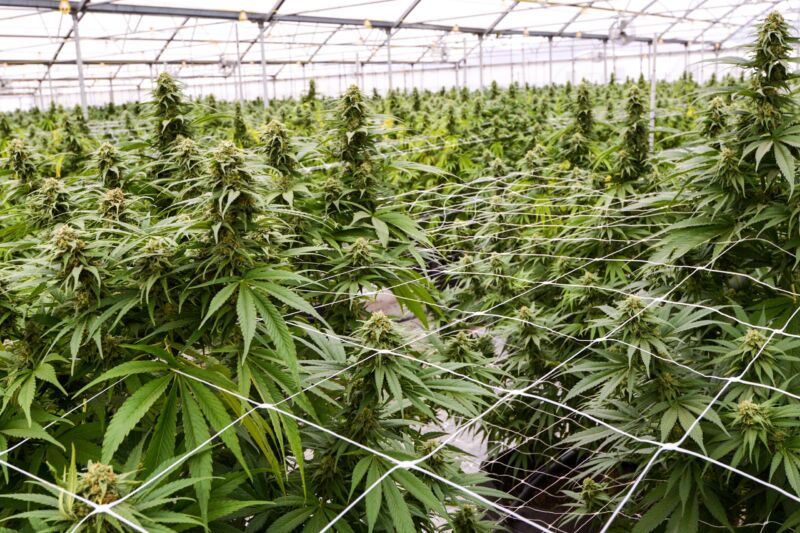 Federal health dept. says marijuana should be downgraded to Schedule 3 drug