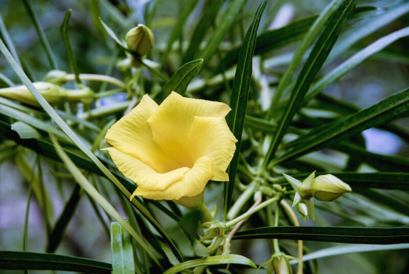 Toddler poisoned after eating deadly plant mislabeled as diet supplement