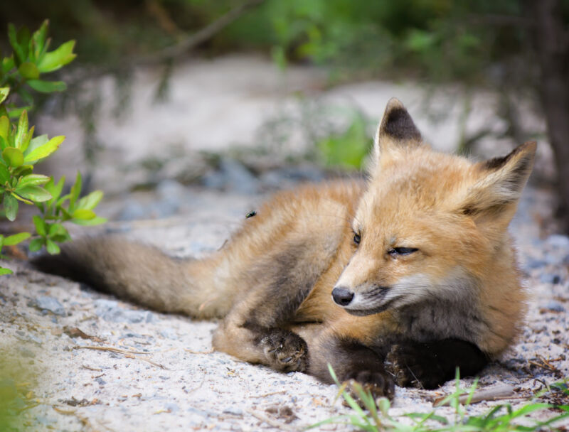 How a 23-year-old first-time Firefox coder fixed a 22-year-old bug
