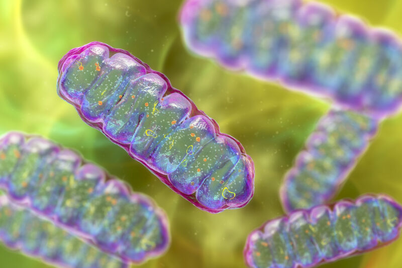 Where the heck did all those structures inside complex cells come from?