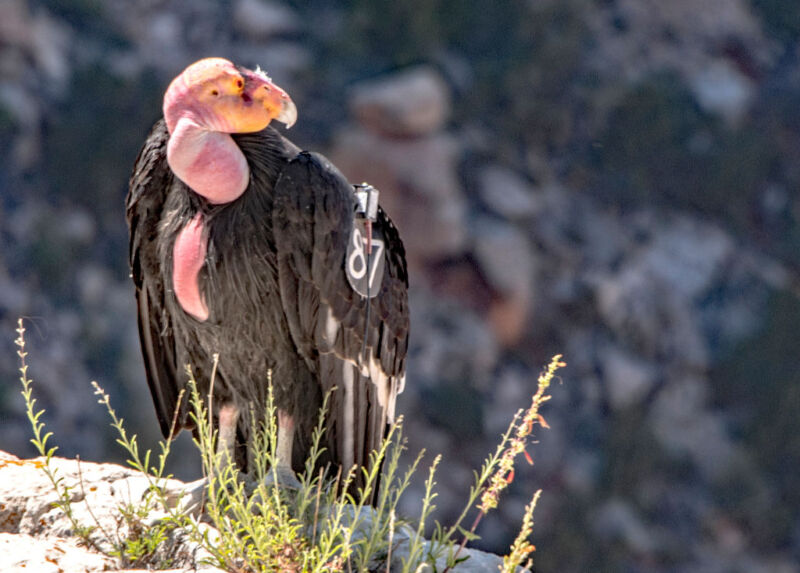 Vaccine may save endangered California condors from succumbing to bird flu
