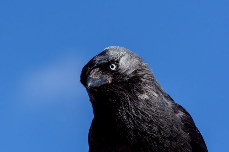 Corvids seem to handle temporary memories the way we do