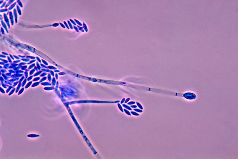 Fungi join the list of organisms that can control when ice forms