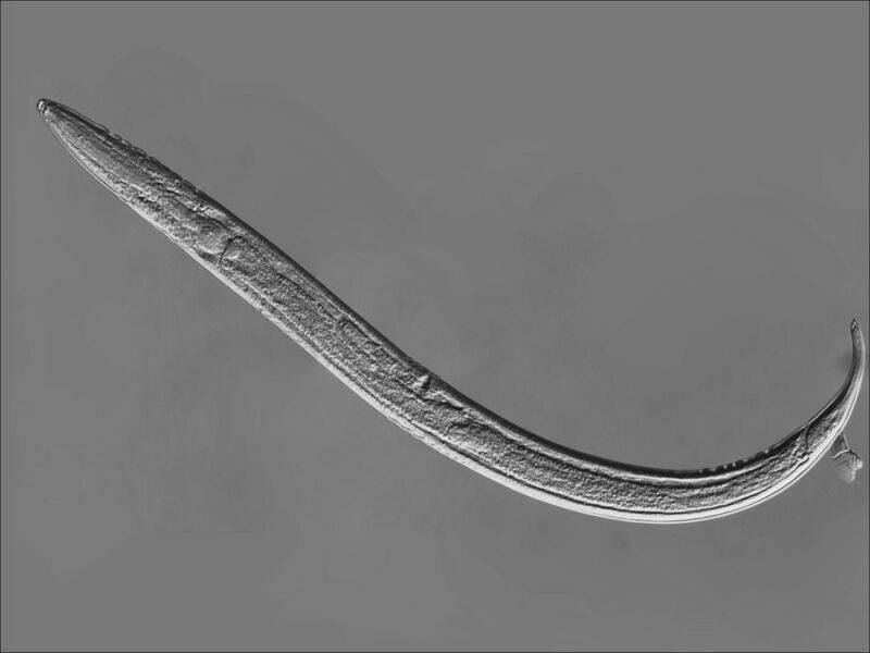 What turns a fungal scavenger into a killer?