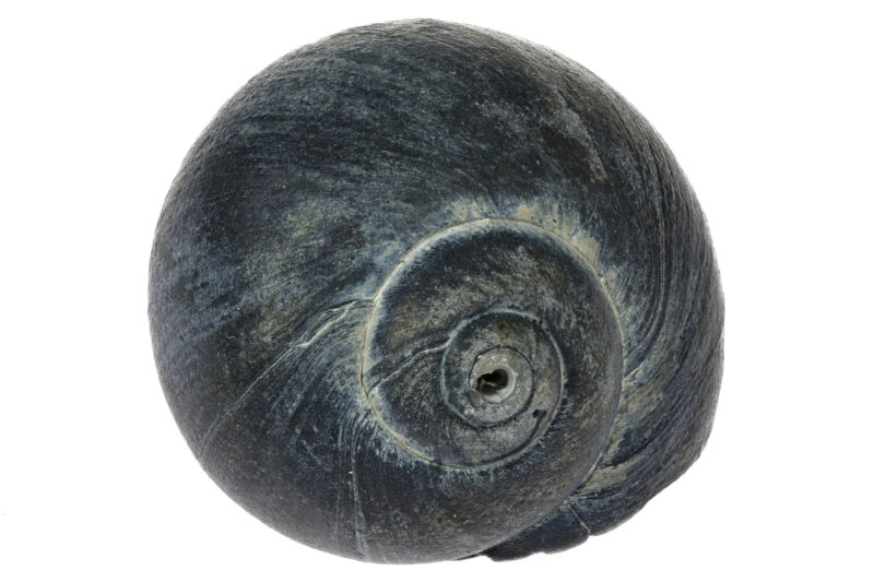 Big evolutionary change tied to lots of small differences