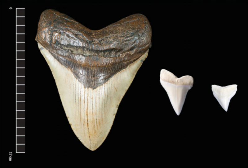 Megalodon wasn’t as chonky as a great white shark, experts say