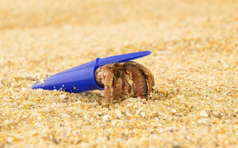 Hermit crabs find new homes in plastic waste: Shell shortage or clever choice?