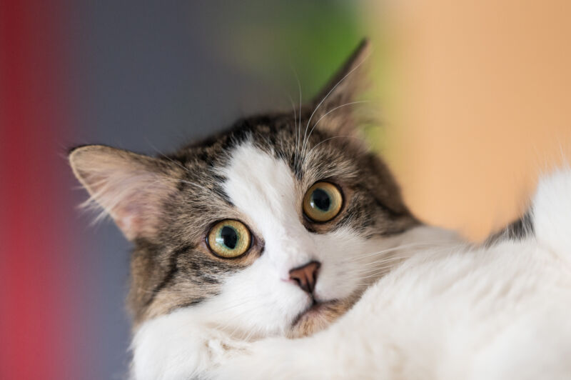 “Very sick” pet cat gave Oregon resident case of bubonic plague