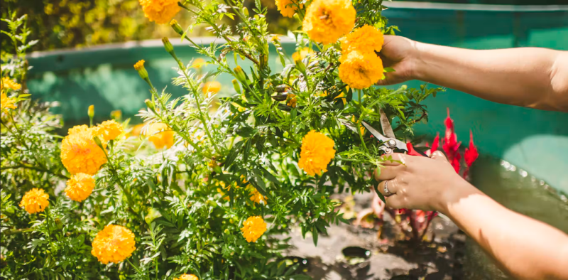 Flowers grown floating on polluted waterways can help clean up nutrient runoff