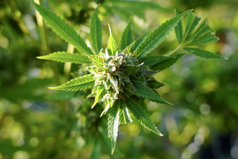 Study finds link between marijuana use and cardiovascular disease