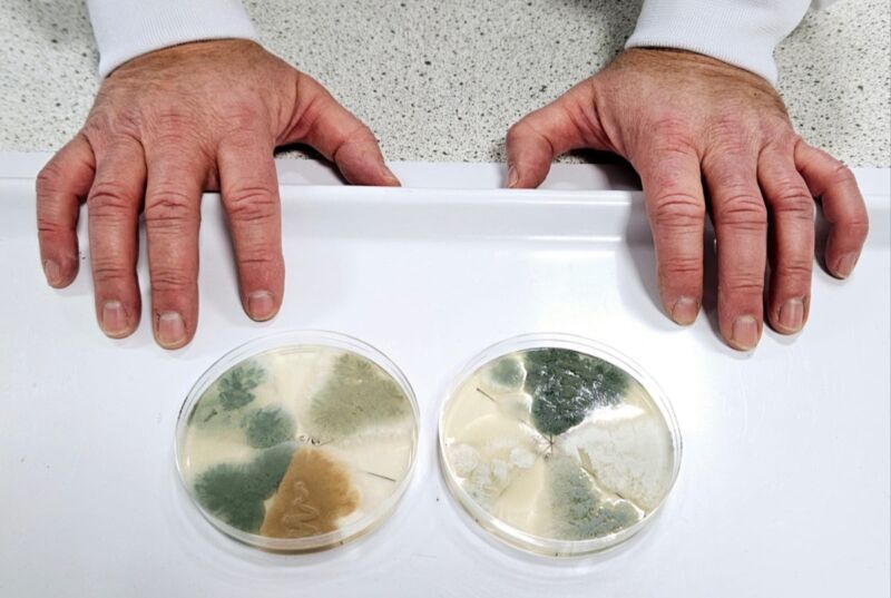 Blue cheese shows off new colors, but the taste largely remains the same