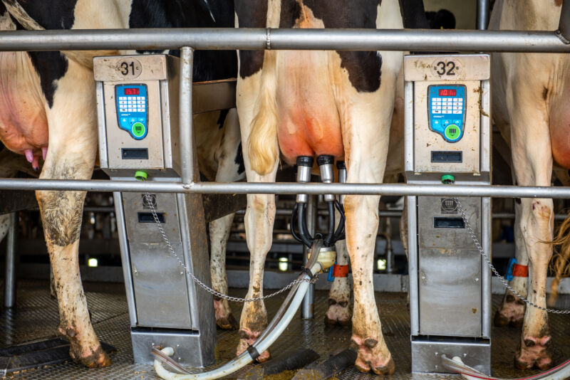 Fragments of bird flu virus genome found in pasteurized milk, FDA says