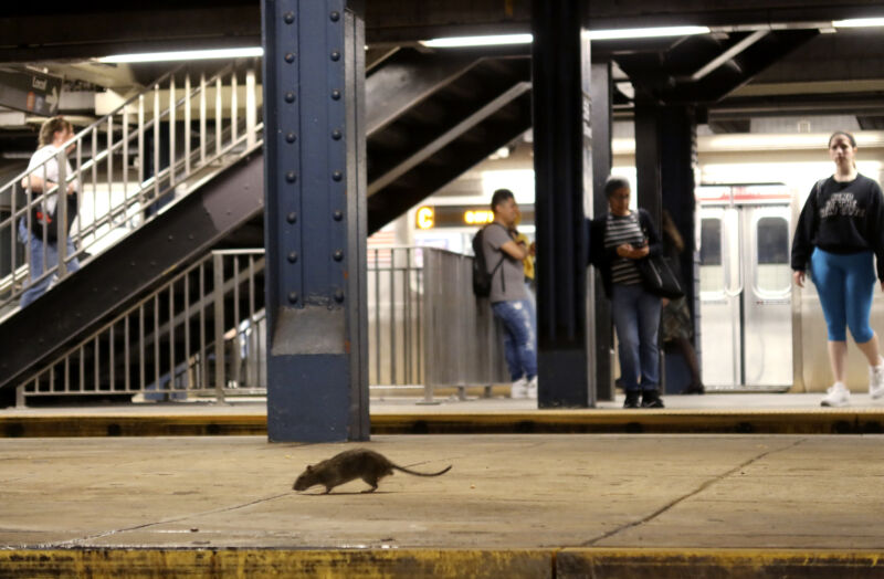 Life-threatening rat pee infections reach record levels in NYC