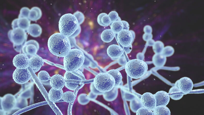 The fungi in our guts can make cases of Covid worse
