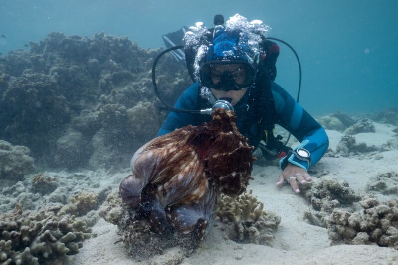 Secrets of the Octopus takes us inside the world of these “aliens on Earth”