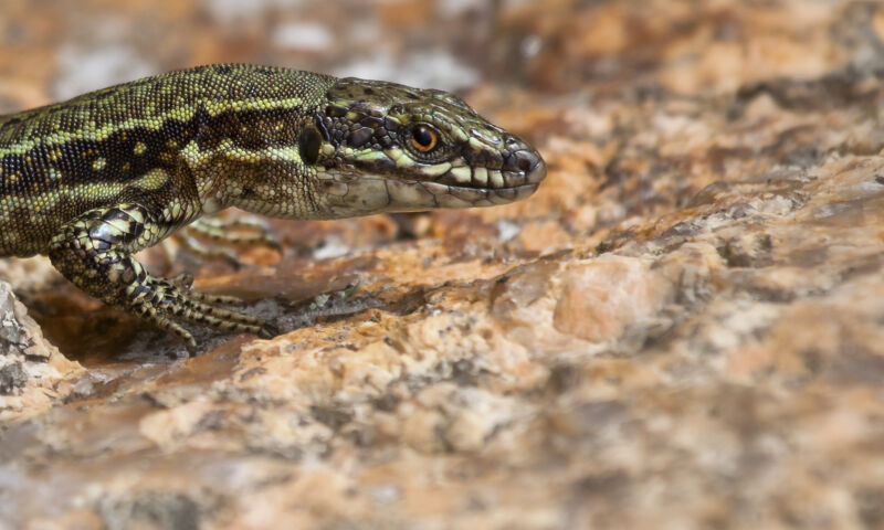 Lizard that Hulks out shows off its superhero genes