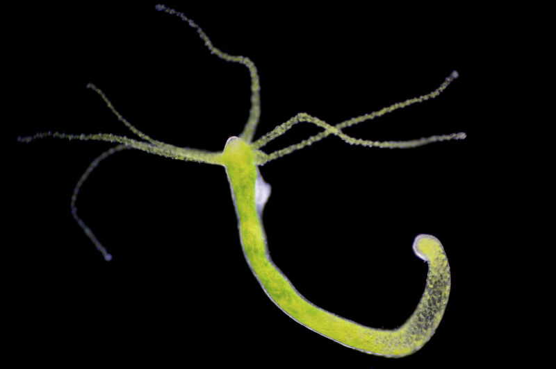 How do brainless creatures control their appetites?