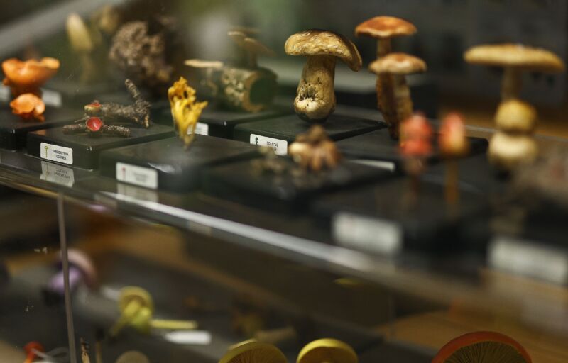 The world’s largest fungus collection may unlock the mysteries of carbon capture