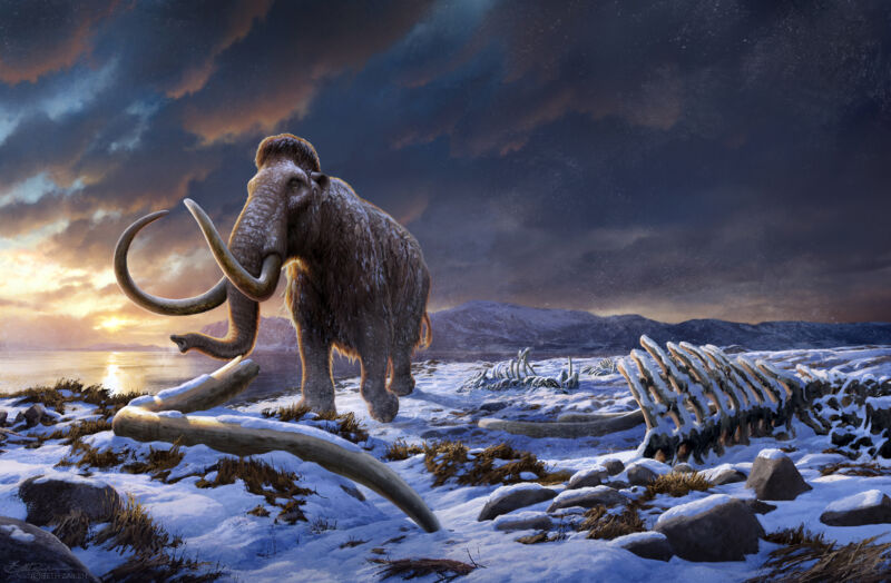 DNA from mammoth remains reveals the history of the last surviving population
