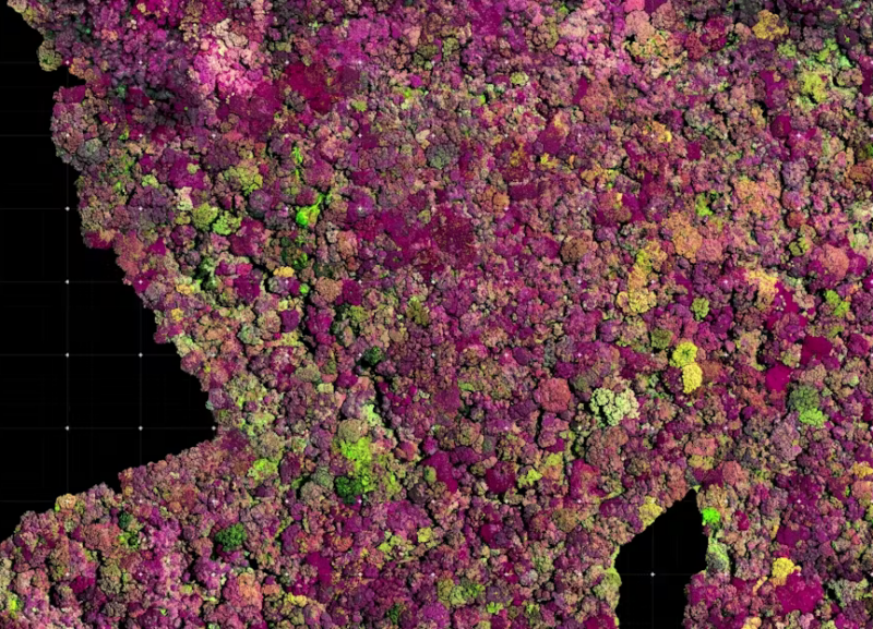Searching for a female partner for the world’s “loneliest” plant