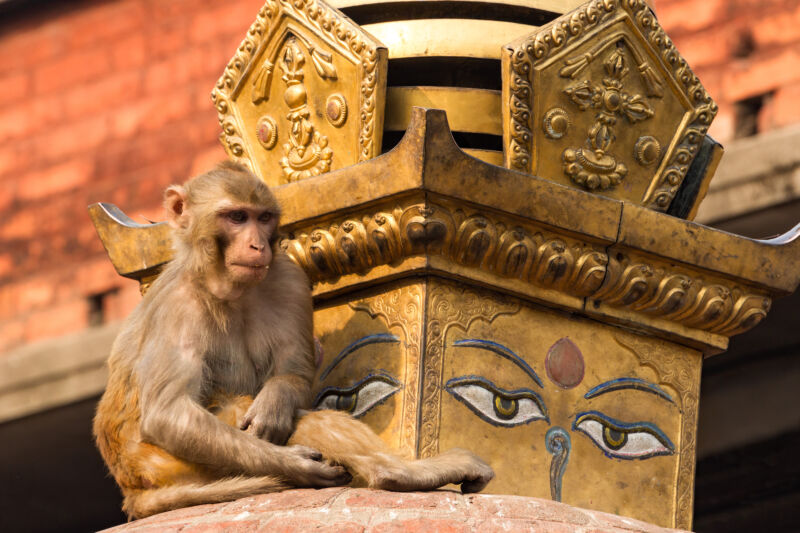 It’s not just us: Other animals change their social habits in old age