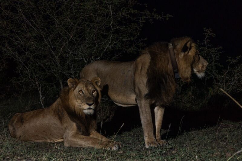 Lion brothers in search of mates just set a record for longest known swim