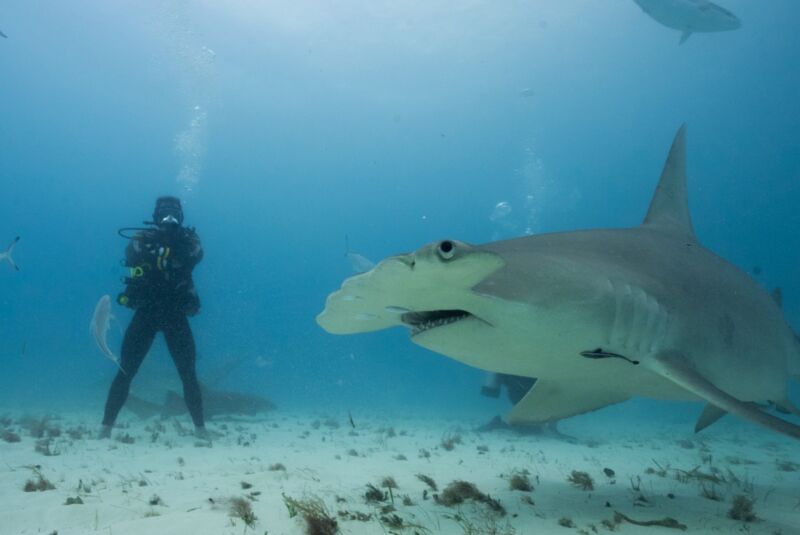 An ultra-athlete goes head-to-head with the world’s most formidable sharks