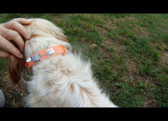 Dog GPS Logger #WearableWednesday