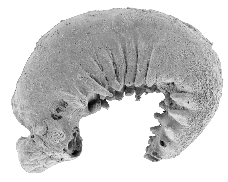 520-million-year-old larva fossil reveals the origins of arthropods