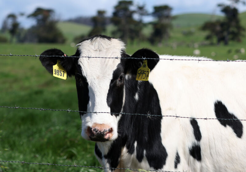 Bird flu reaches cows in California, the country’s largest milk producer