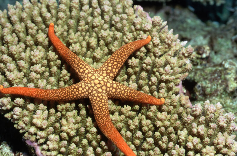 A single peptide helps starfish get rid of a limb when attacked