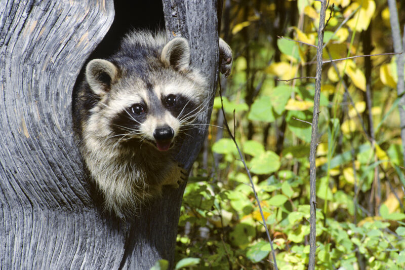 Human cases of raccoon parasite may be your best excuse to buy a flamethrower