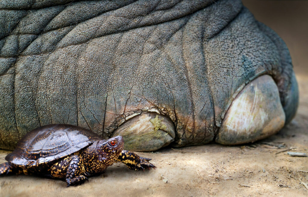 Tracking Neanderthal Turtle Hunters